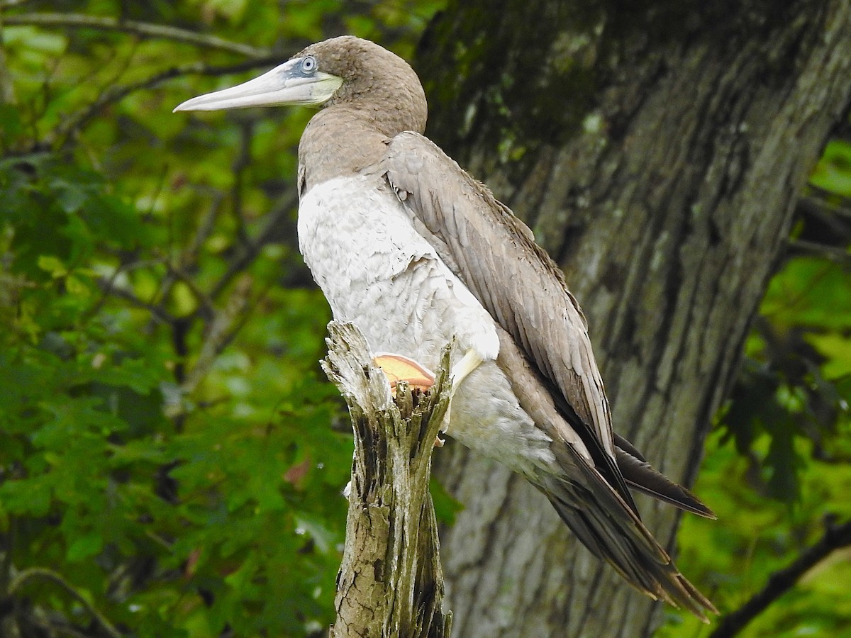 Brown Booby - ML255021321