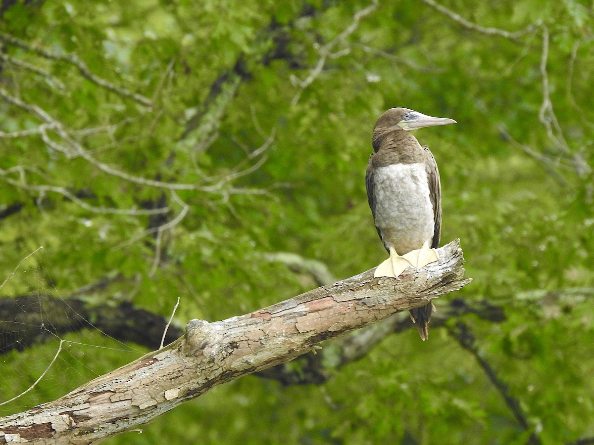 Brown Booby - ML255021331