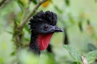 Crested Guan, ML25502231