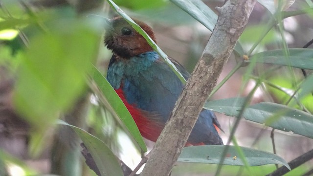 Blue-breasted Pitta
