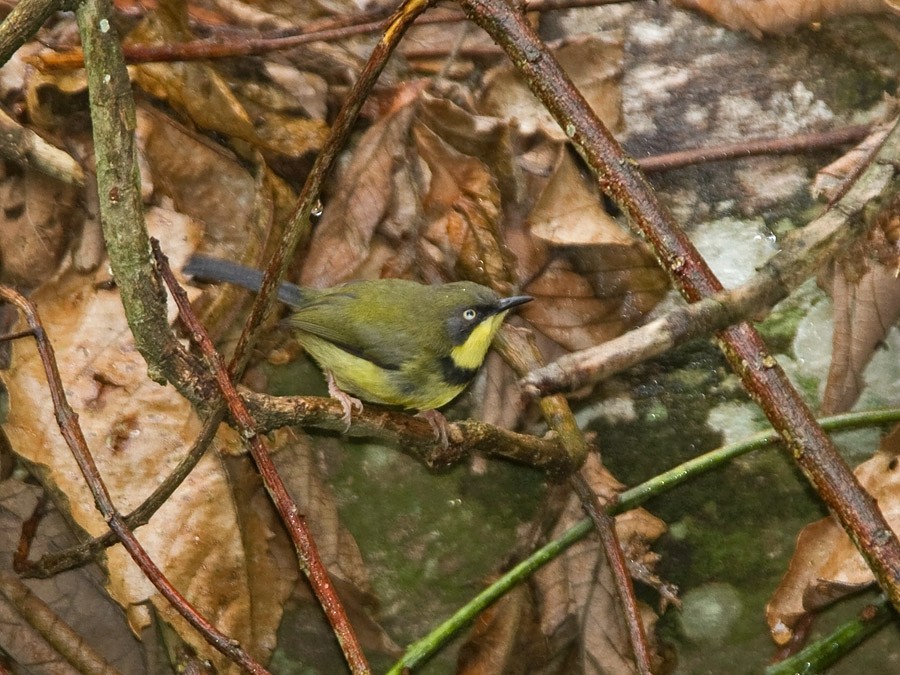 Yellow-throated Apalis - Niall D Perrins