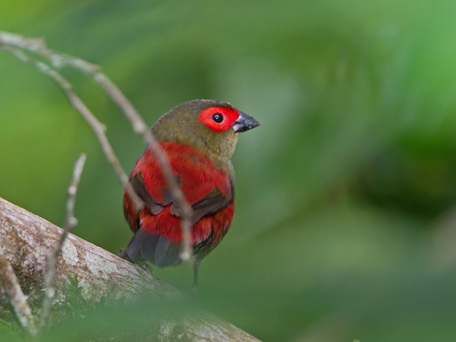 Red-faced Crimsonwing (Eastern) - ML255037591