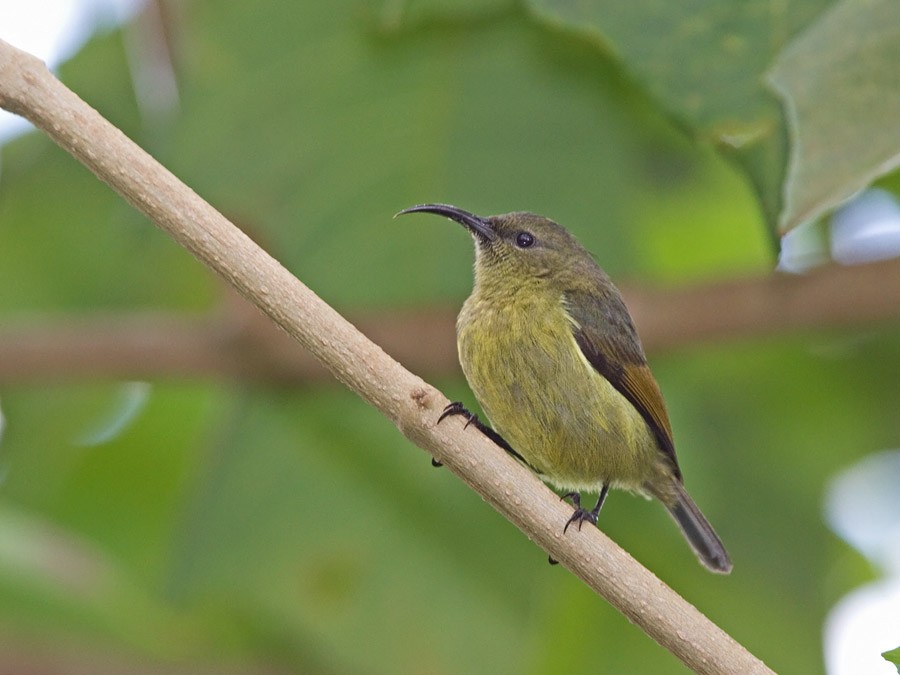 Forest Double-collared Sunbird - ML255037661