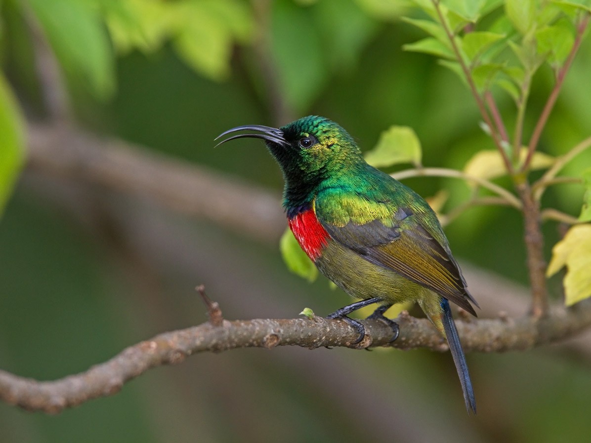 Forest Double-collared Sunbird - ML255037671