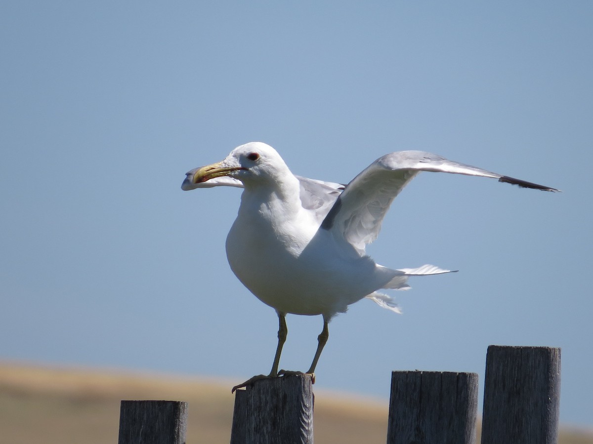 California Gull - Asher  Warkentin