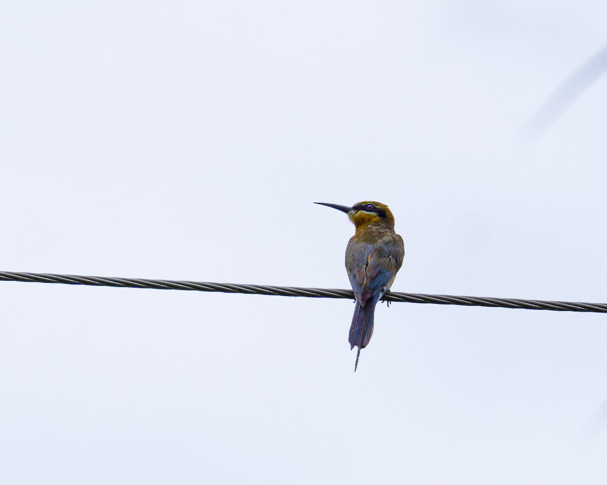 Blue-tailed Bee-eater - Matthew Fernandez