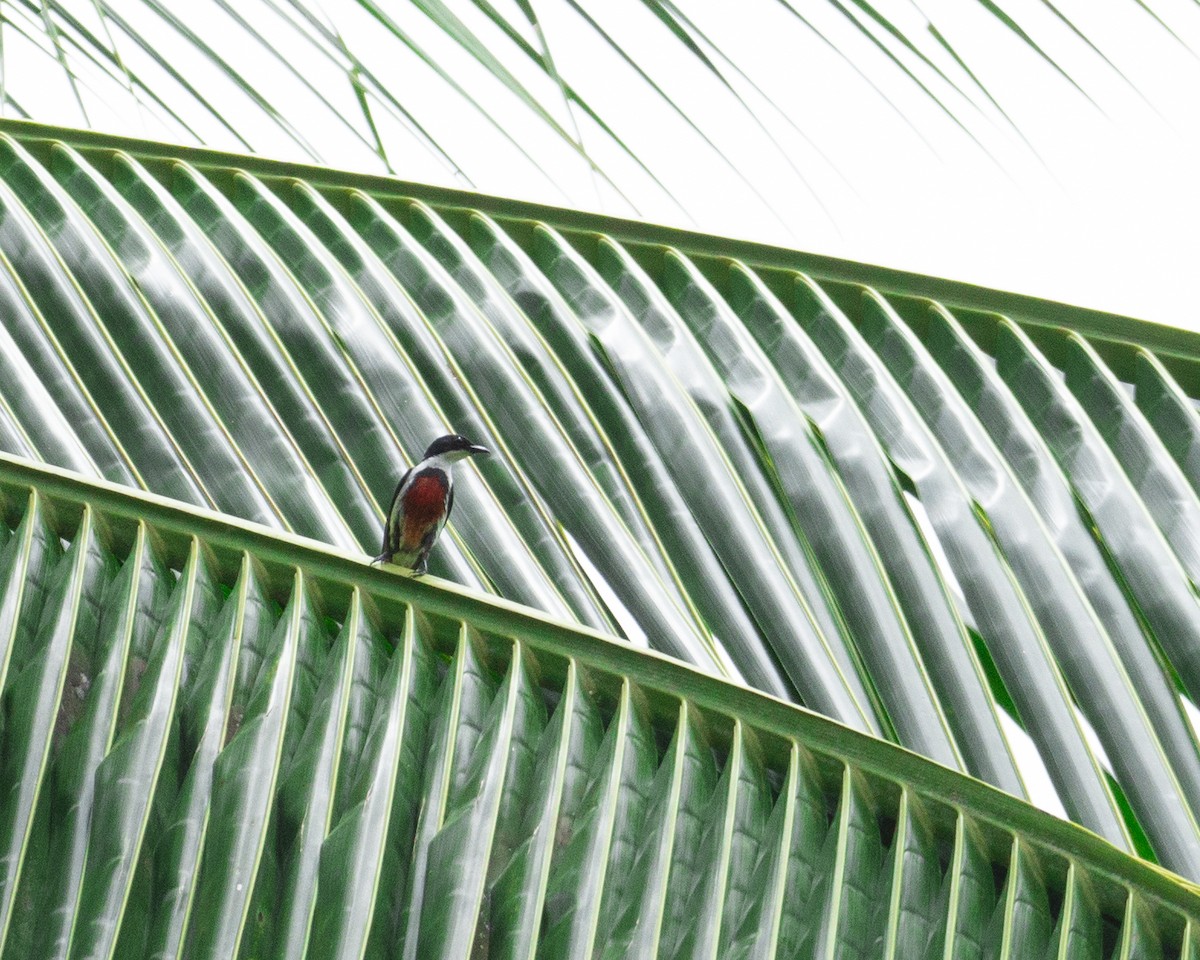 Black-belted Flowerpecker - Matthew Fernandez
