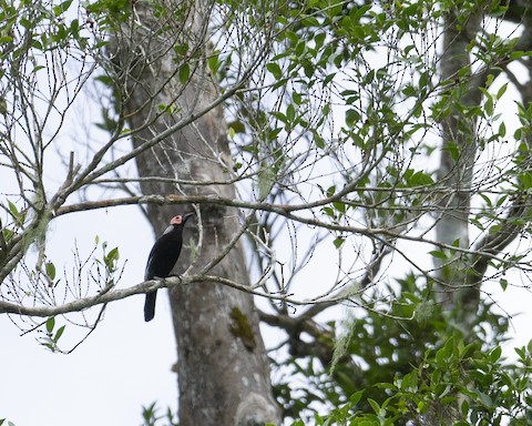 Photos Coleto Sarcops Calvus Birds Of The World