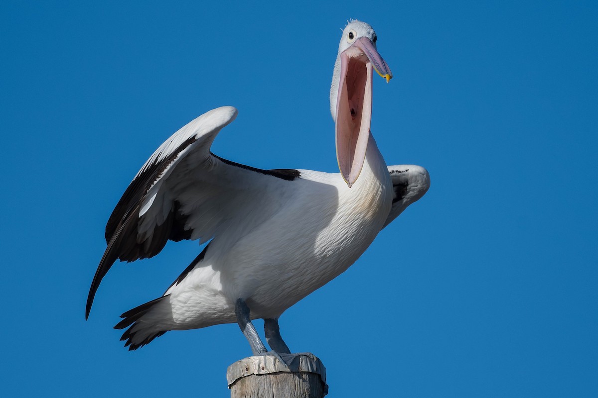 Австралийский пеликан - ML255046541