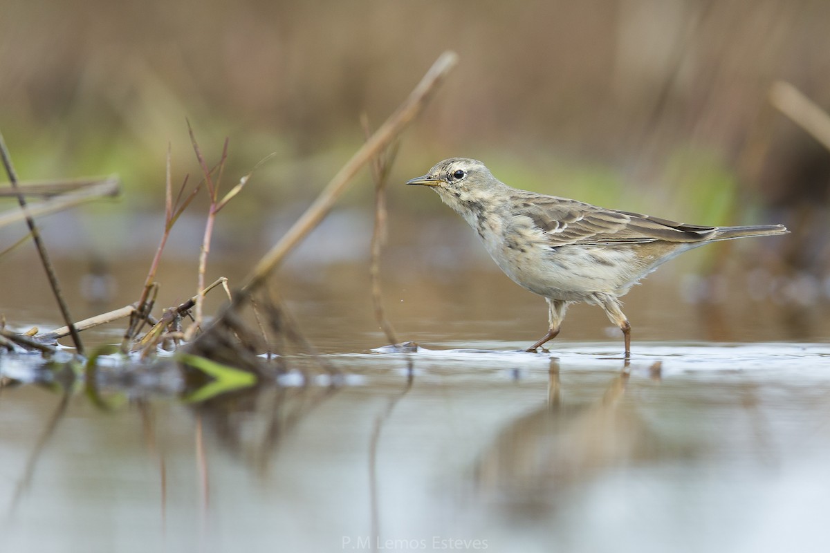 Water Pipit - ML25504711