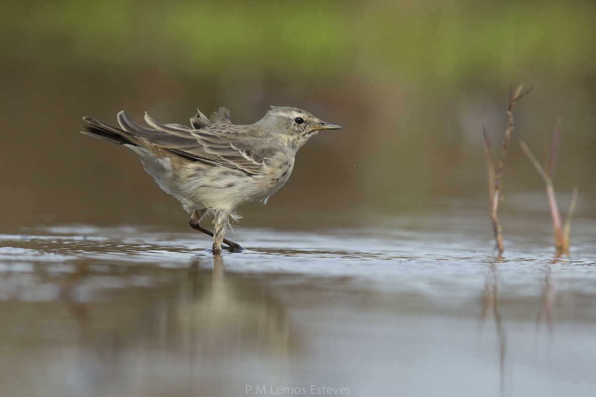 Water Pipit - ML25504721