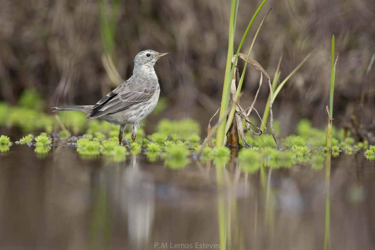 Water Pipit - ML25504731