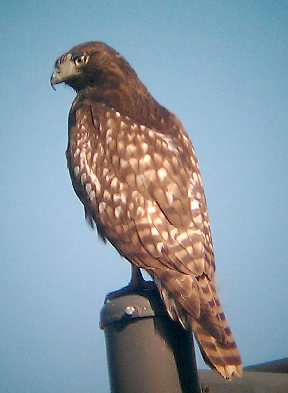 Red-tailed Hawk (Harlan's) - Jeff R. Wilson