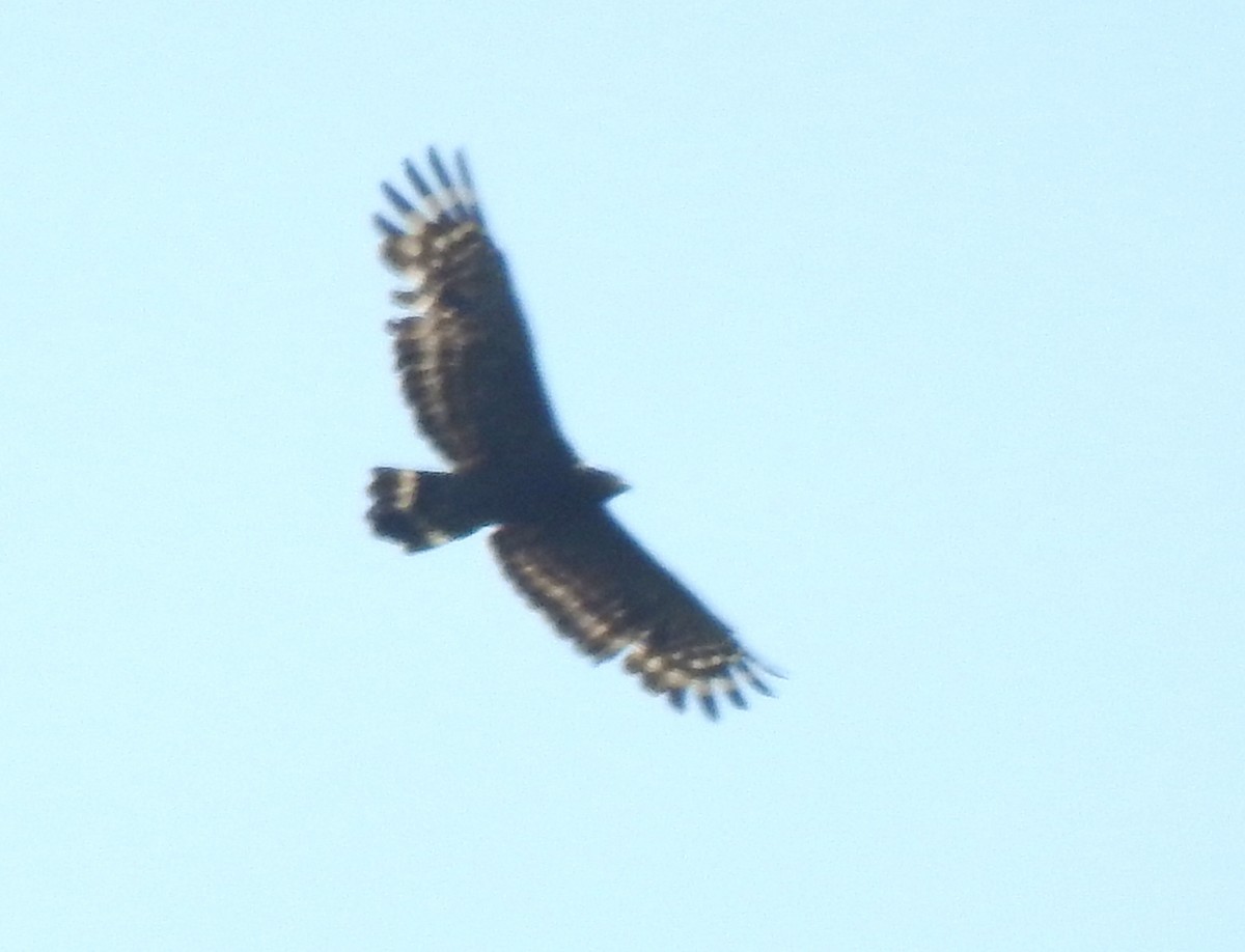 Crested Serpent-Eagle - ML255052841