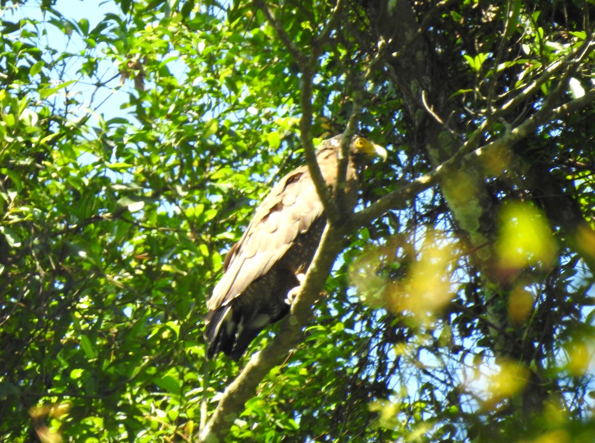Crested Serpent-Eagle - 仲翔 戴