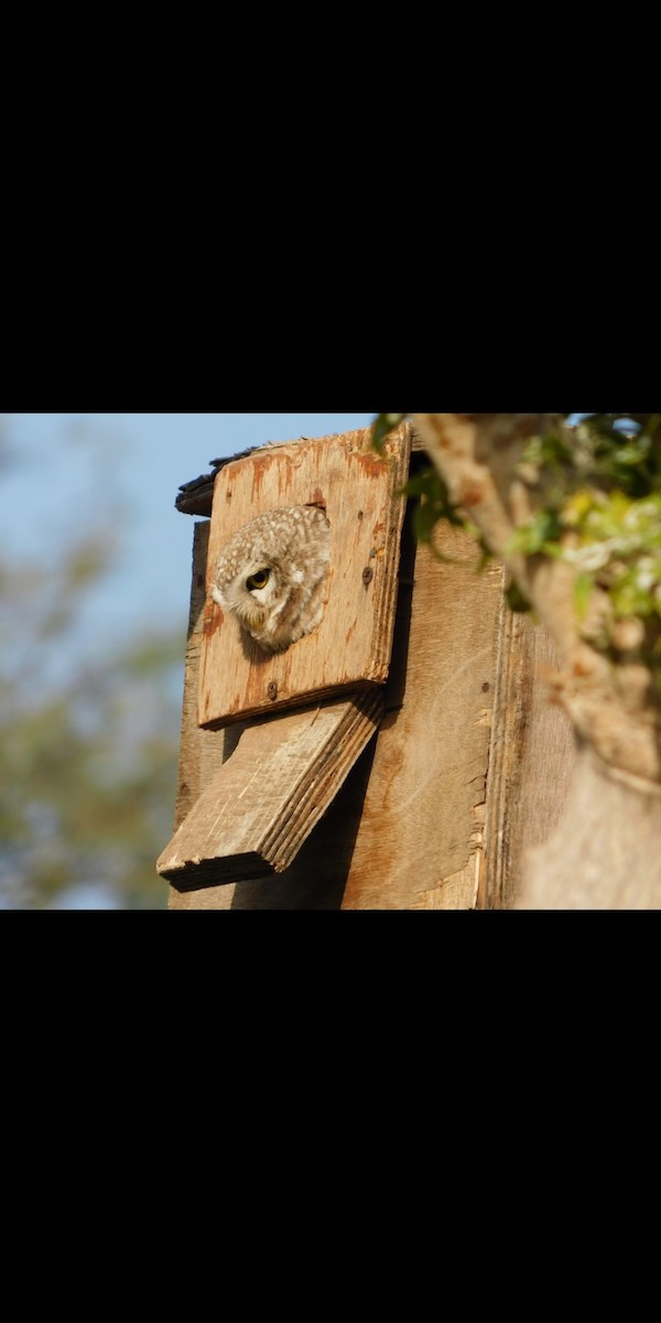 Spotted Owlet - Ranjeet Singh