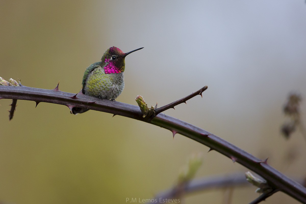 Anna's Hummingbird - PMDE ESTEVES