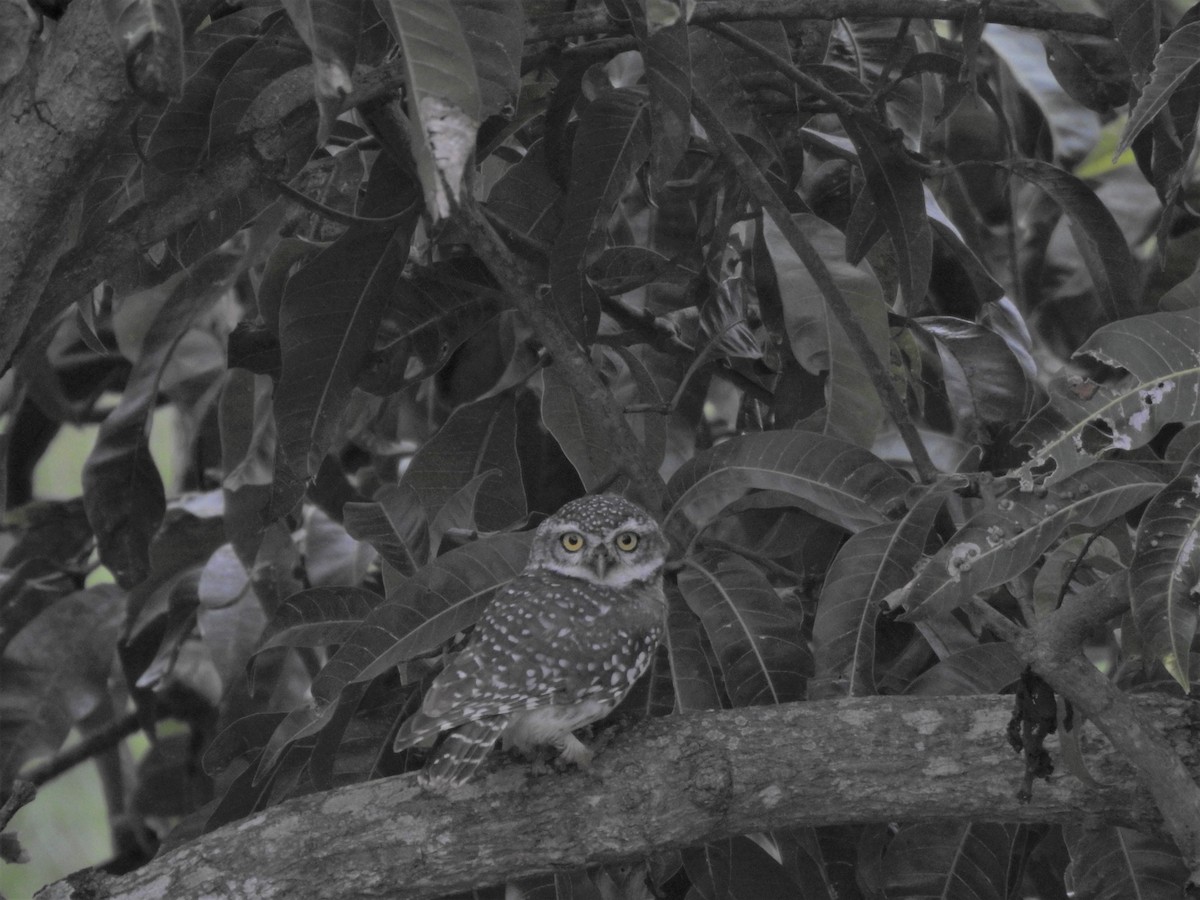 Spotted Owlet - ML255054161