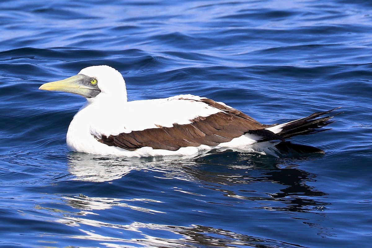 Masked Booby - ML255054561