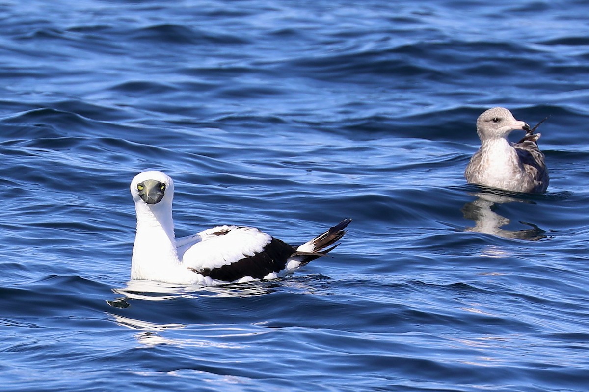 Masked Booby - ML255054571