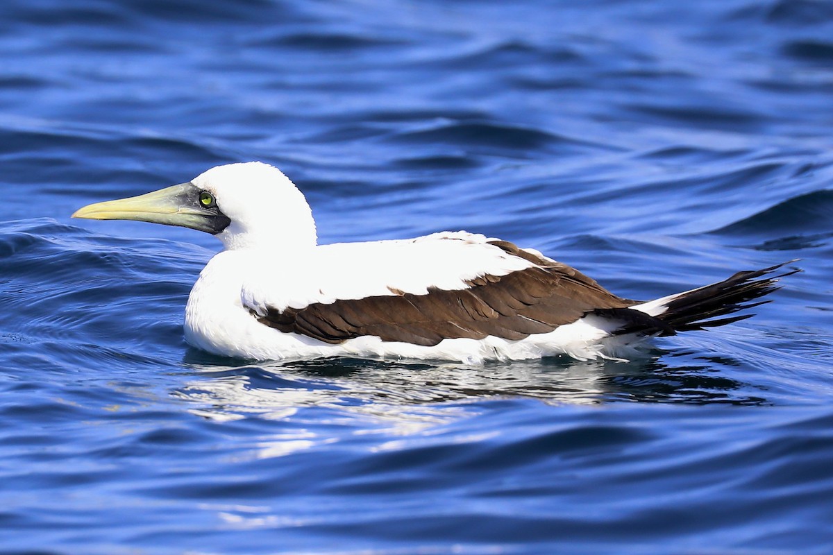 Masked Booby - ML255054581
