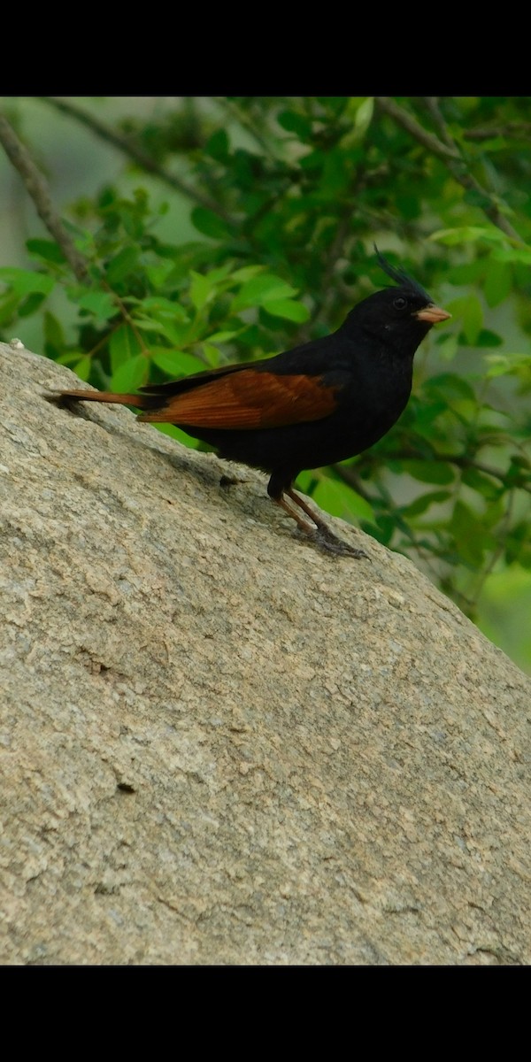 Crested Bunting - ML255054701