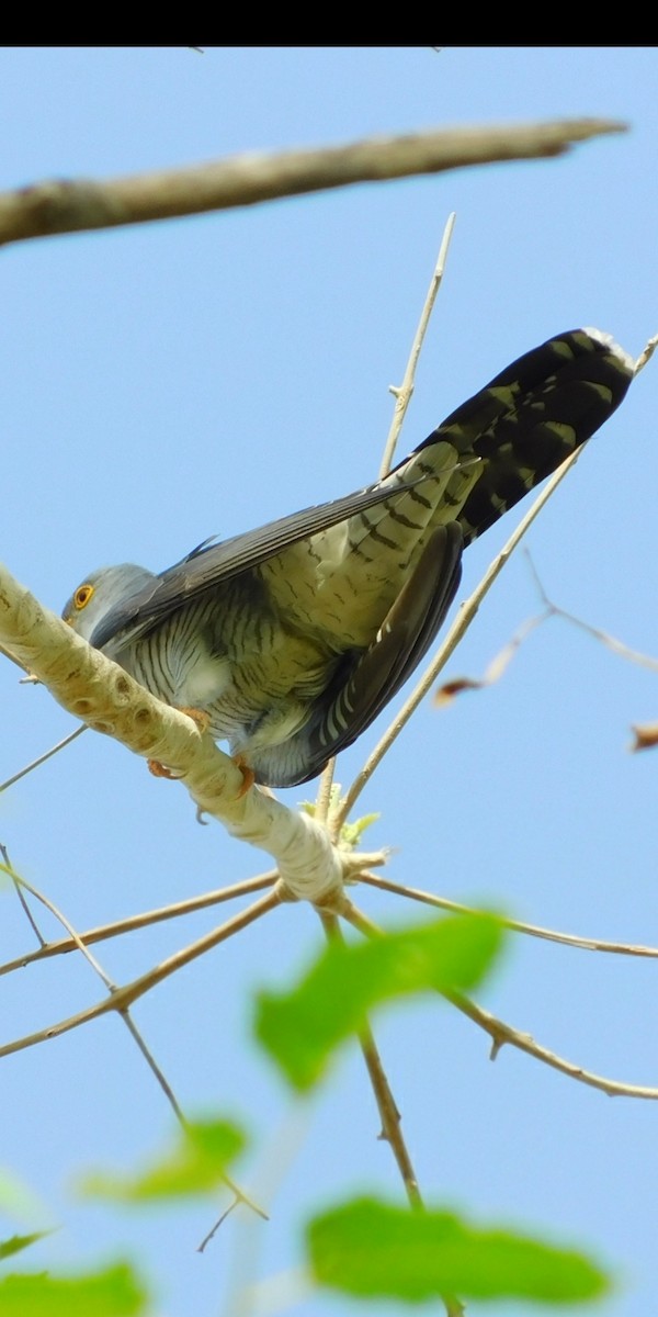 Common Cuckoo - Ranjeet Singh