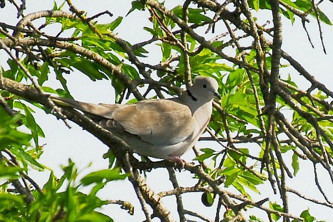 Eurasian Collared-Dove - ML25505961