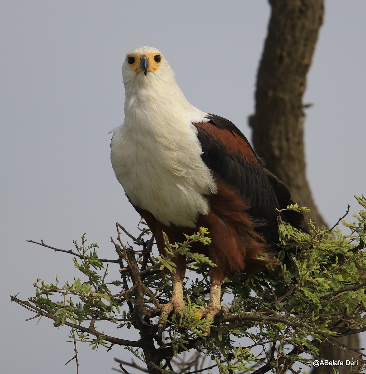 African Fish-Eagle - ML255060501