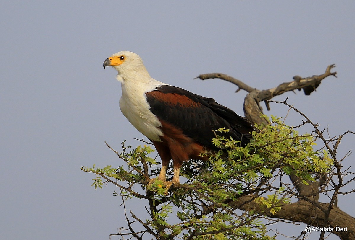 African Fish-Eagle - ML255060511
