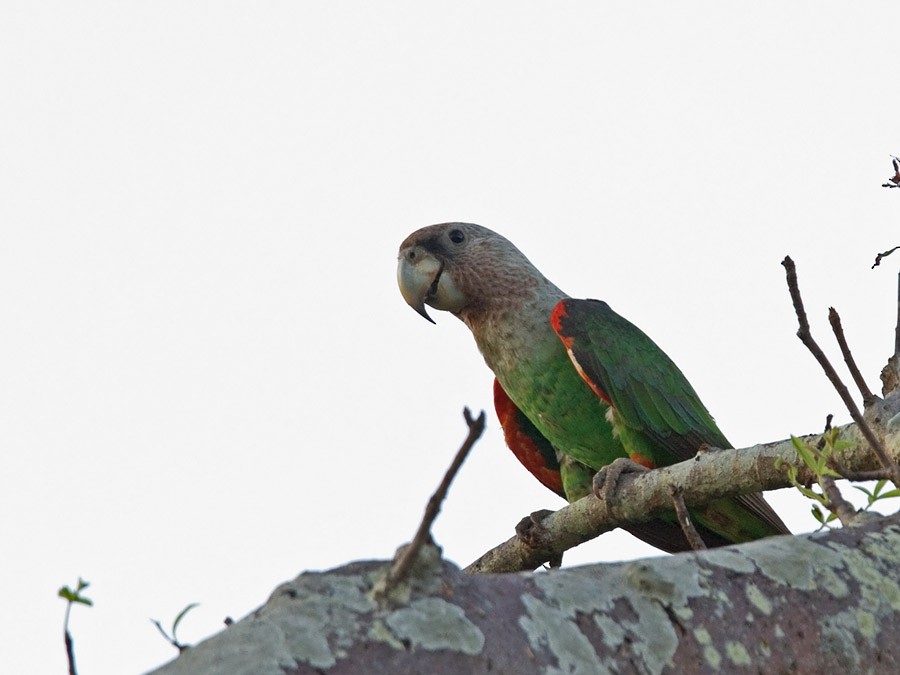 Brown-necked Parrot (Gray-headed) - ML255060681