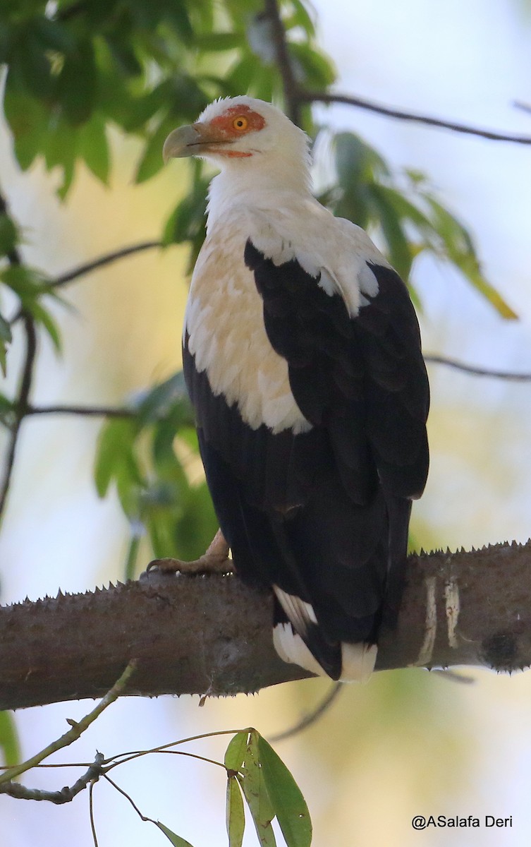 Palm-nut Vulture - Fanis Theofanopoulos (ASalafa Deri)