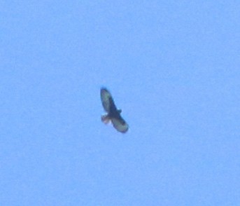 Short-tailed Hawk - ML25506171