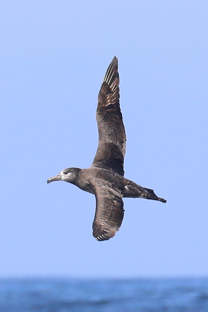 albatros černonohý - ML255062621