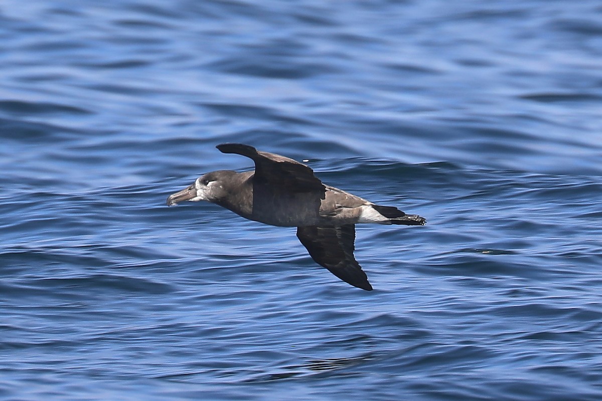 Black-footed Albatross - Peter Kyne