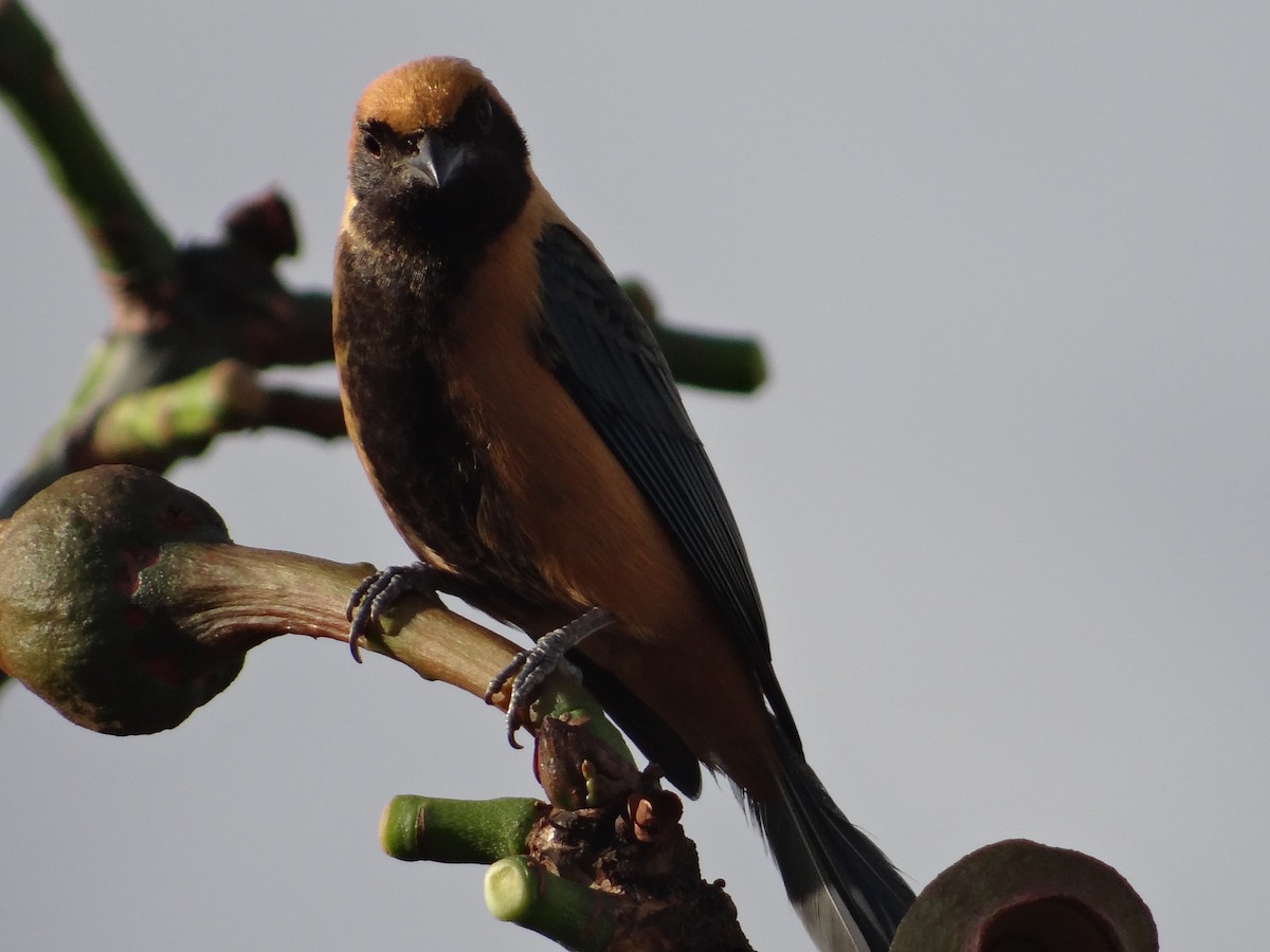 Burnished-buff Tanager - ML255064071