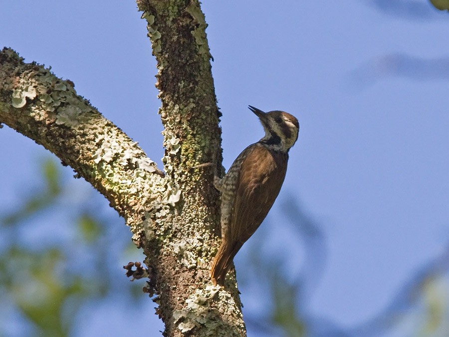 Stierling's Woodpecker - Niall D Perrins