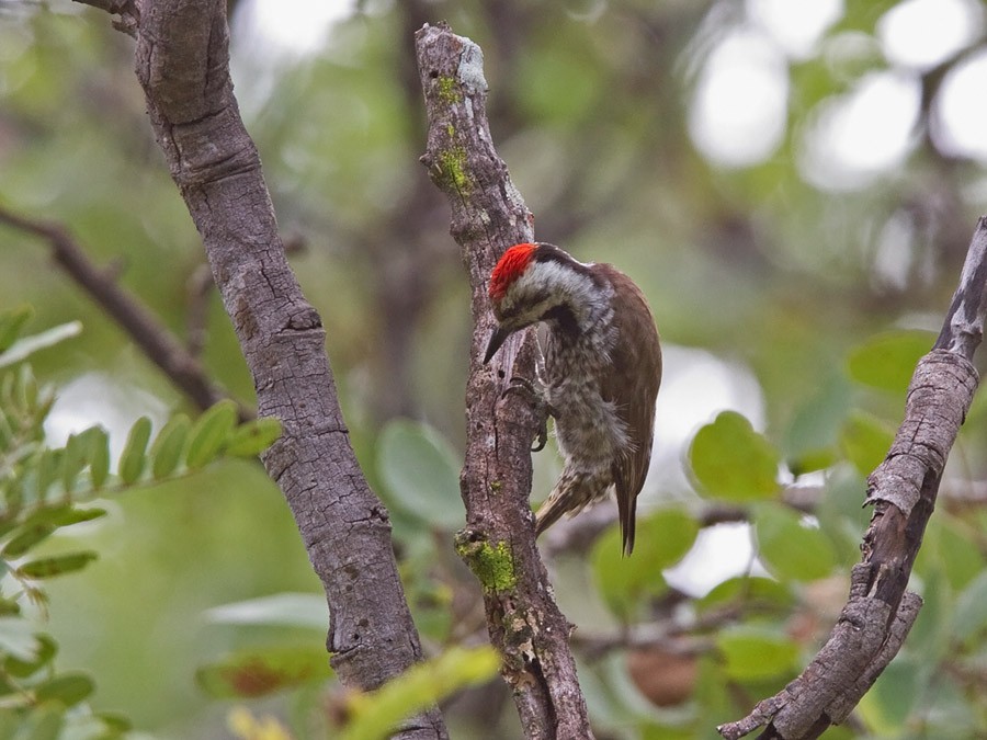 Stierling's Woodpecker - Niall D Perrins