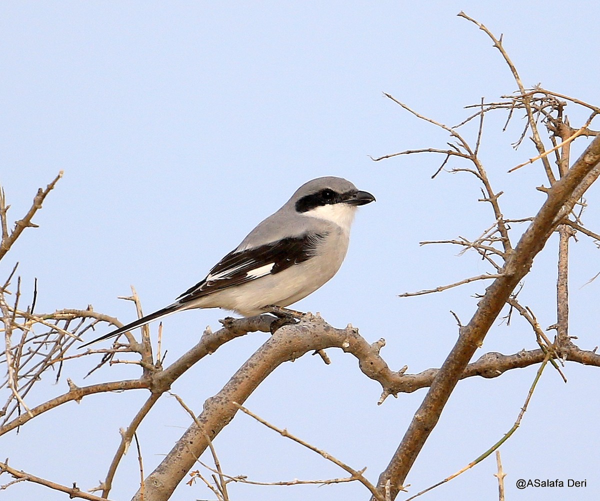 Great Gray Shrike (Sahara) - Fanis Theofanopoulos (ASalafa Deri)