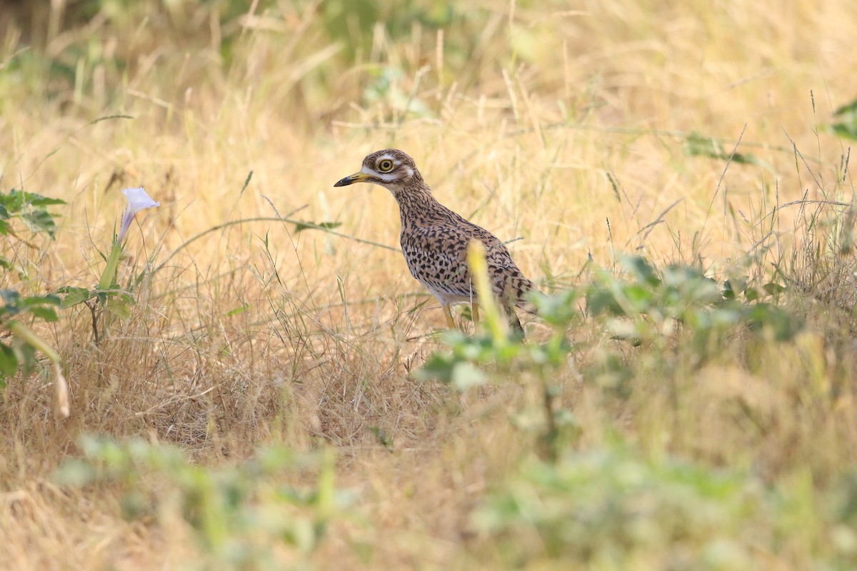 Spotted Thick-knee - ML255070481
