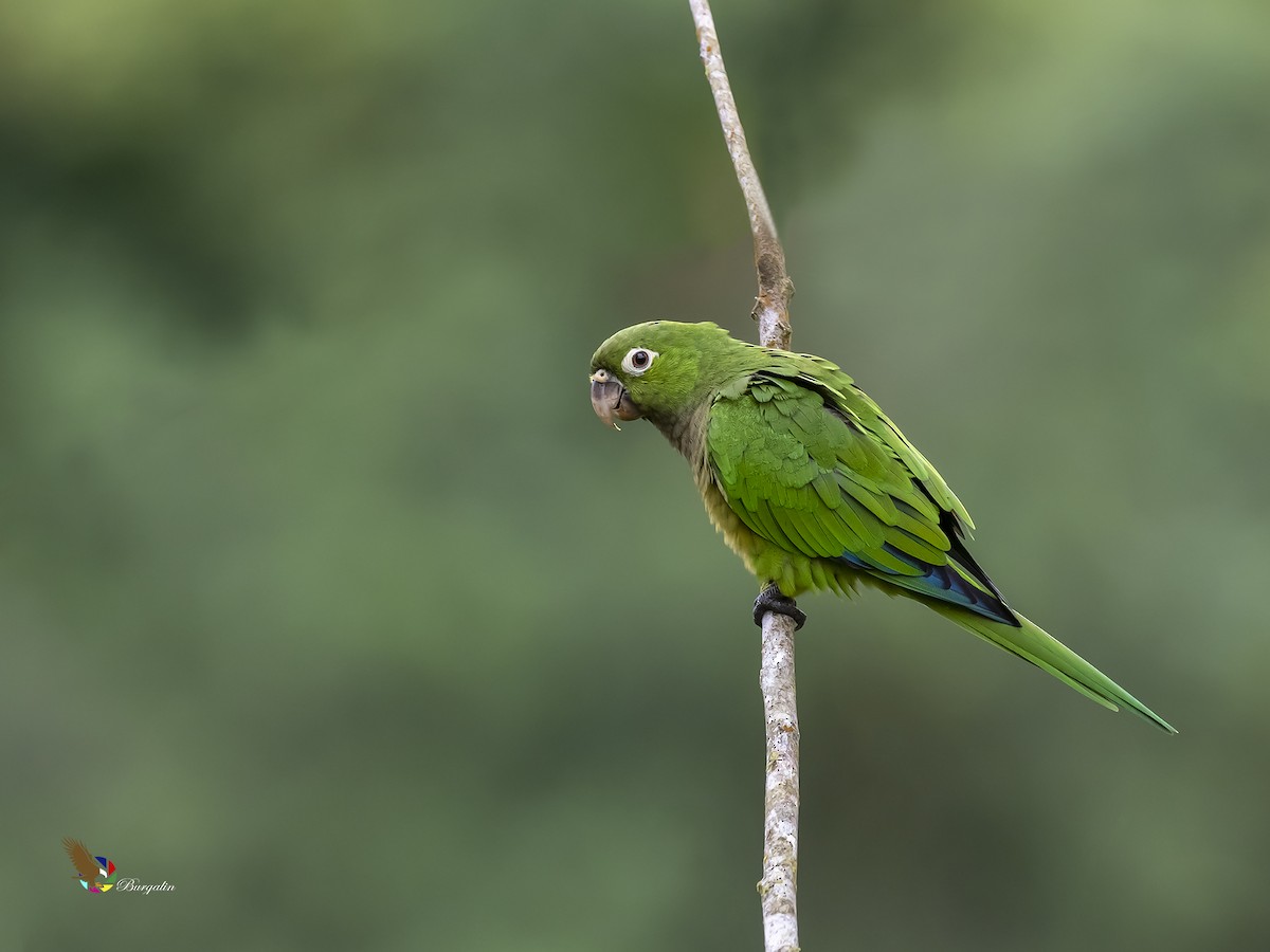 Olive-throated Parakeet - fernando Burgalin Sequeria
