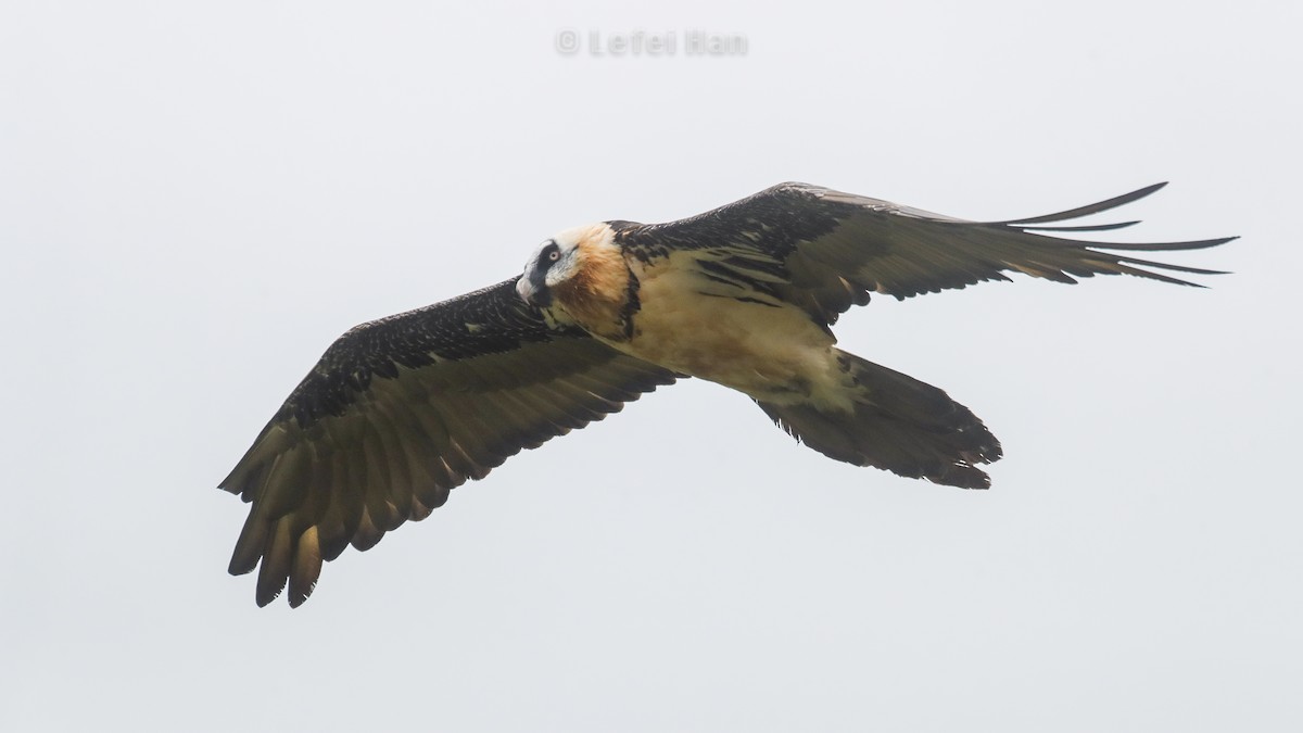 Bearded Vulture - Lefei Han