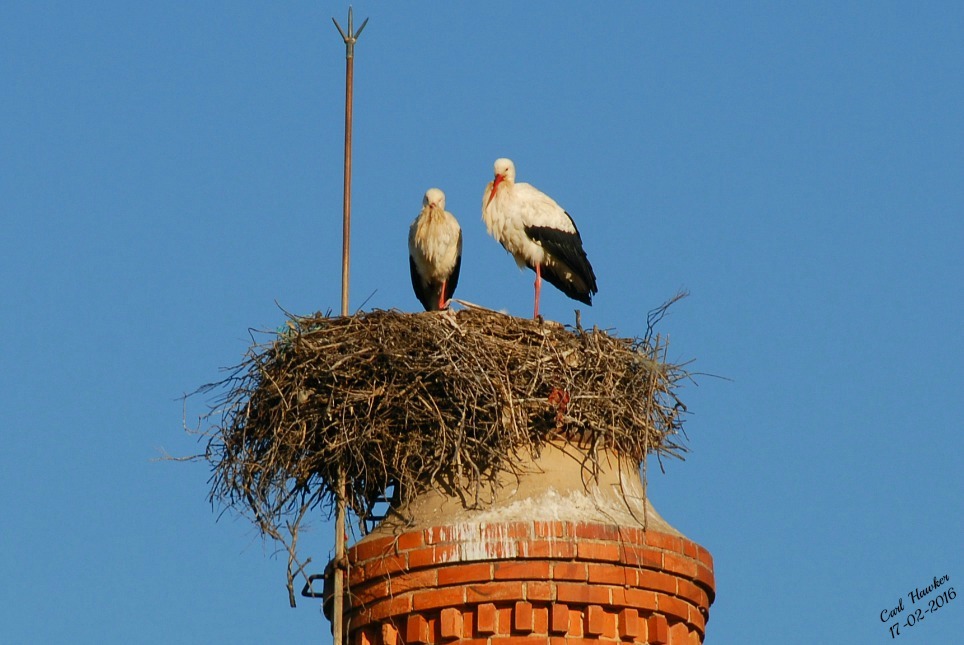 White Stork - ML25507201