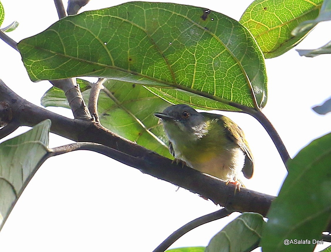 Yellow-breasted Apalis (Yellow-breasted) - ML255074141