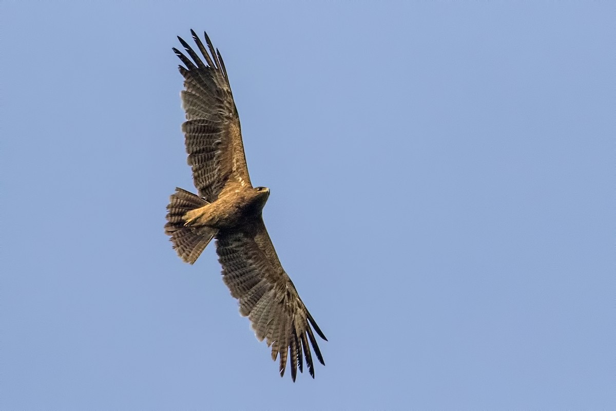 Indian Spotted Eagle - Kavi Nanda