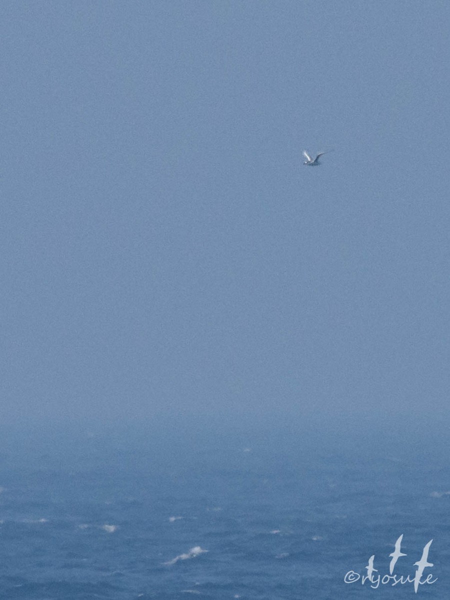 Red-tailed Tropicbird - ML255074661