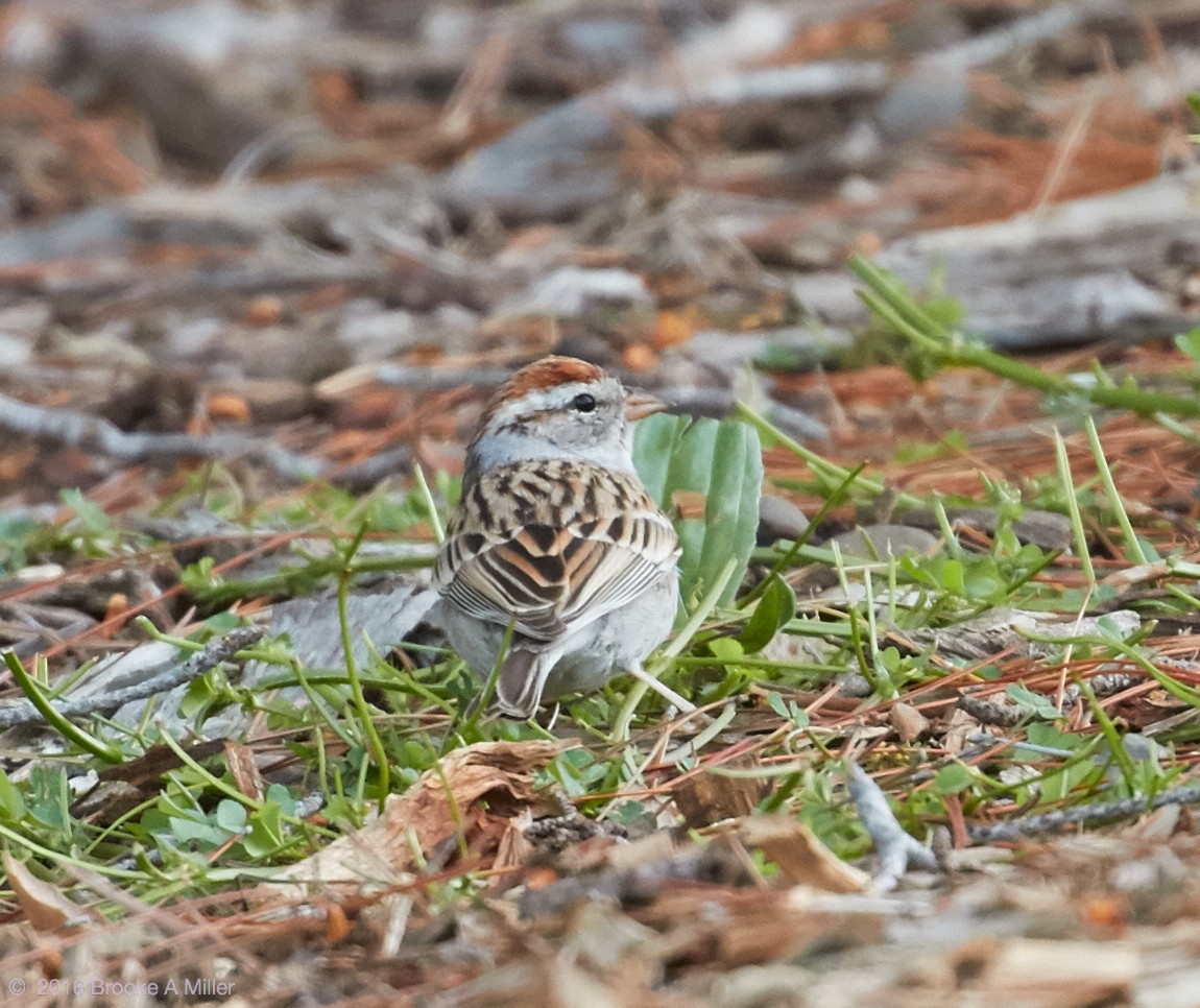 Chipping Sparrow - Brooke Miller