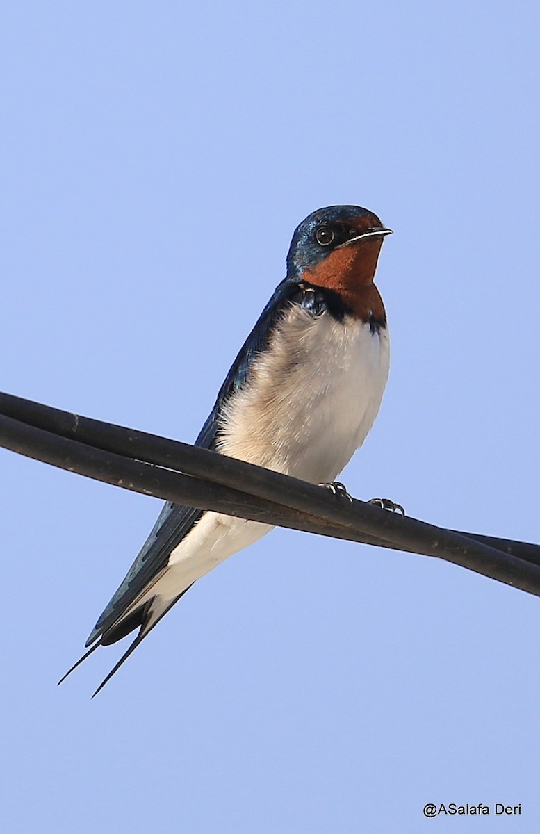 Red-chested Swallow - ML255076881