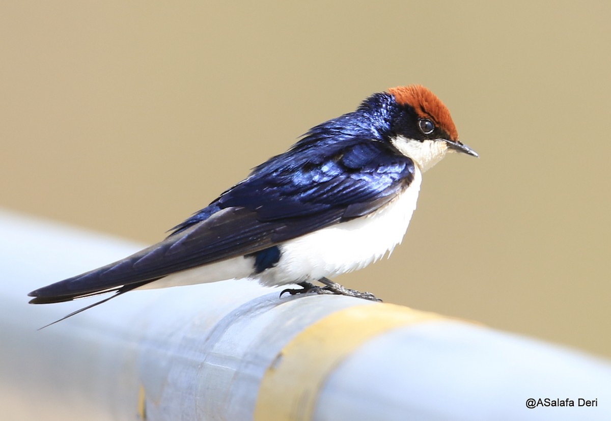 Wire-tailed Swallow - Fanis Theofanopoulos (ASalafa Deri)