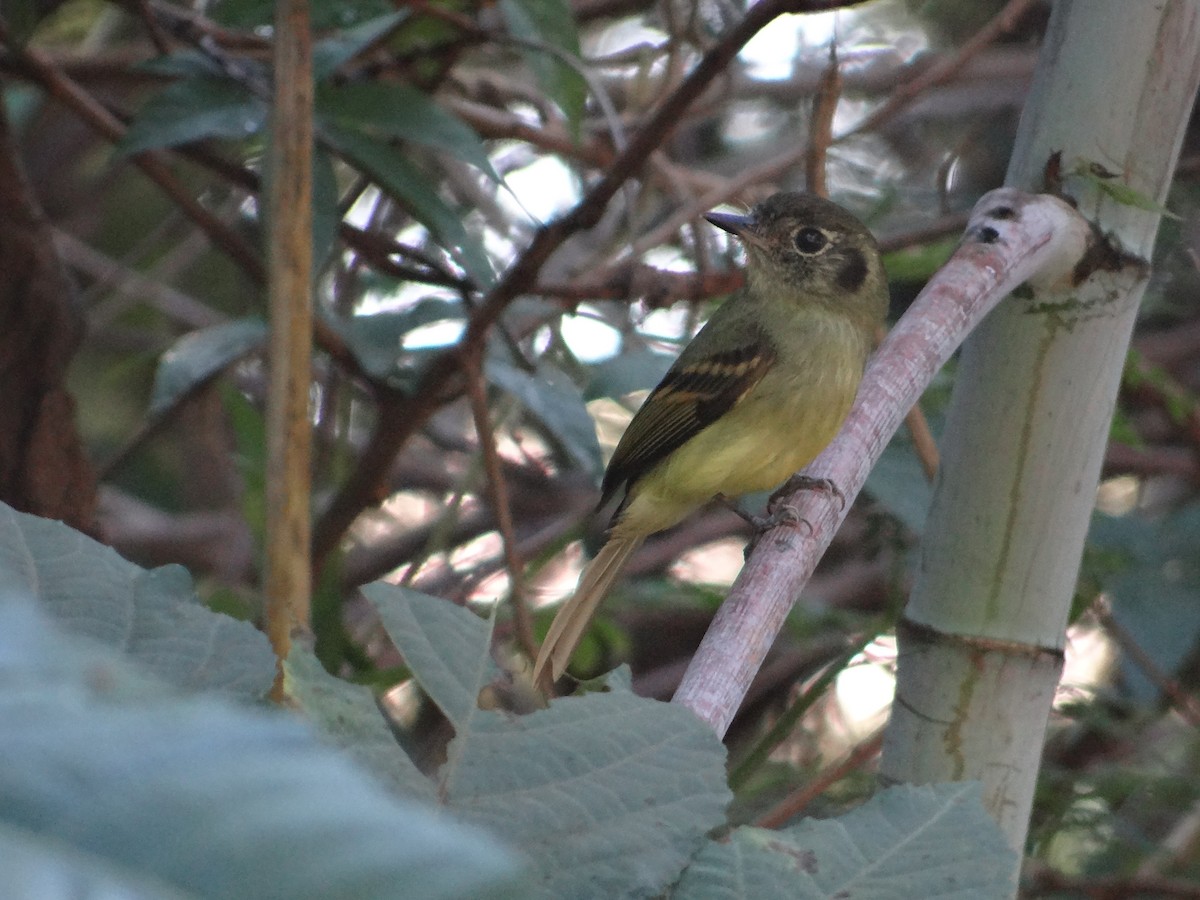 Sepia-capped Flycatcher - ML255078461